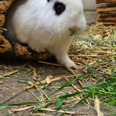 Klopfer